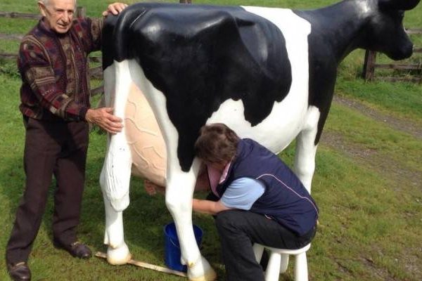 Cow